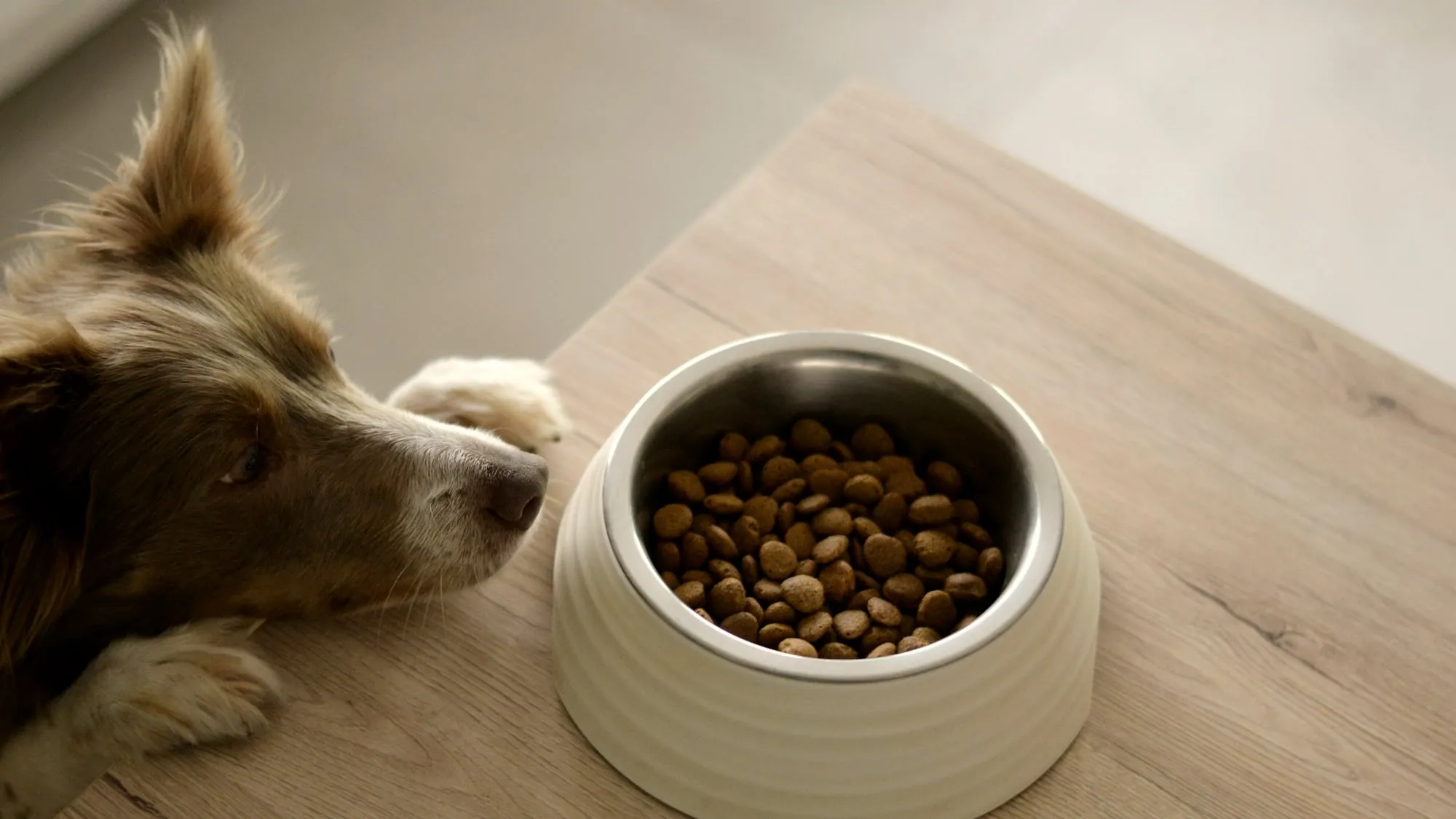 A brown and white dog leaning towards a cream ceramic bowl of dry kibble on a wooden surface.