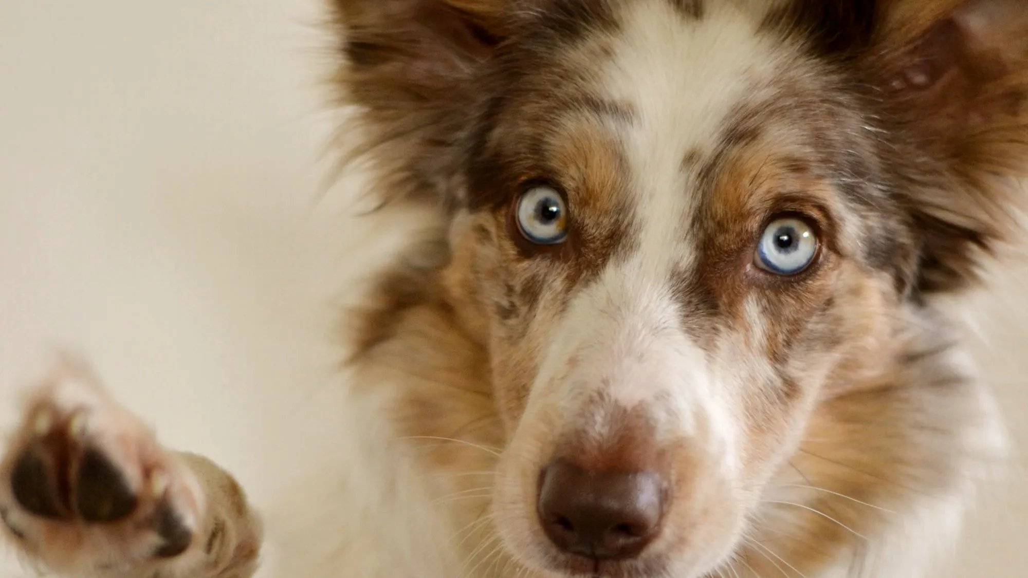 A blue-eyed merle dog looking straight at the camera with one paw raised.