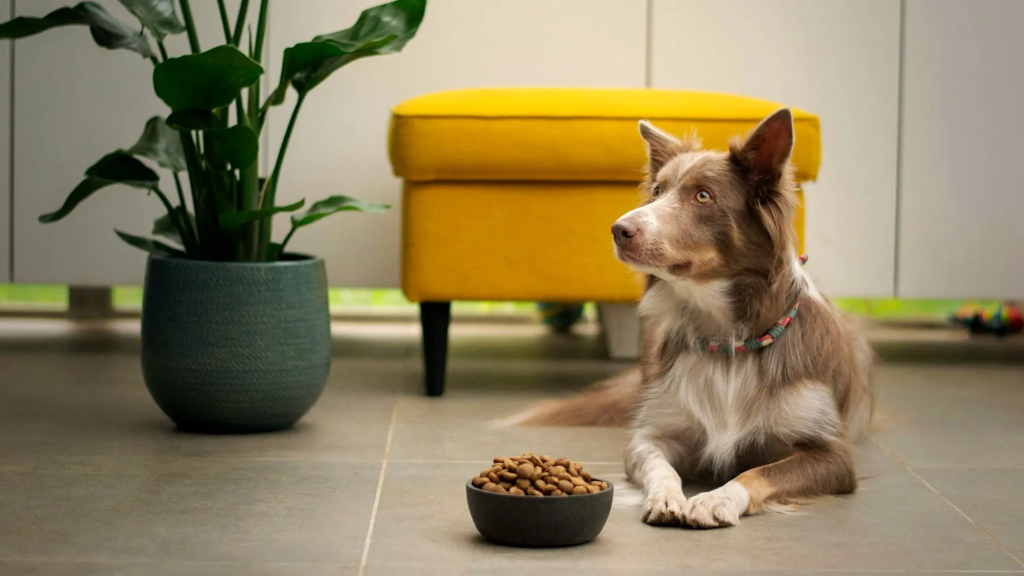 A brown and white collie lying on a tiled floor beside a bowl of kibble, with a yellow footstool and a potted plant behind it.