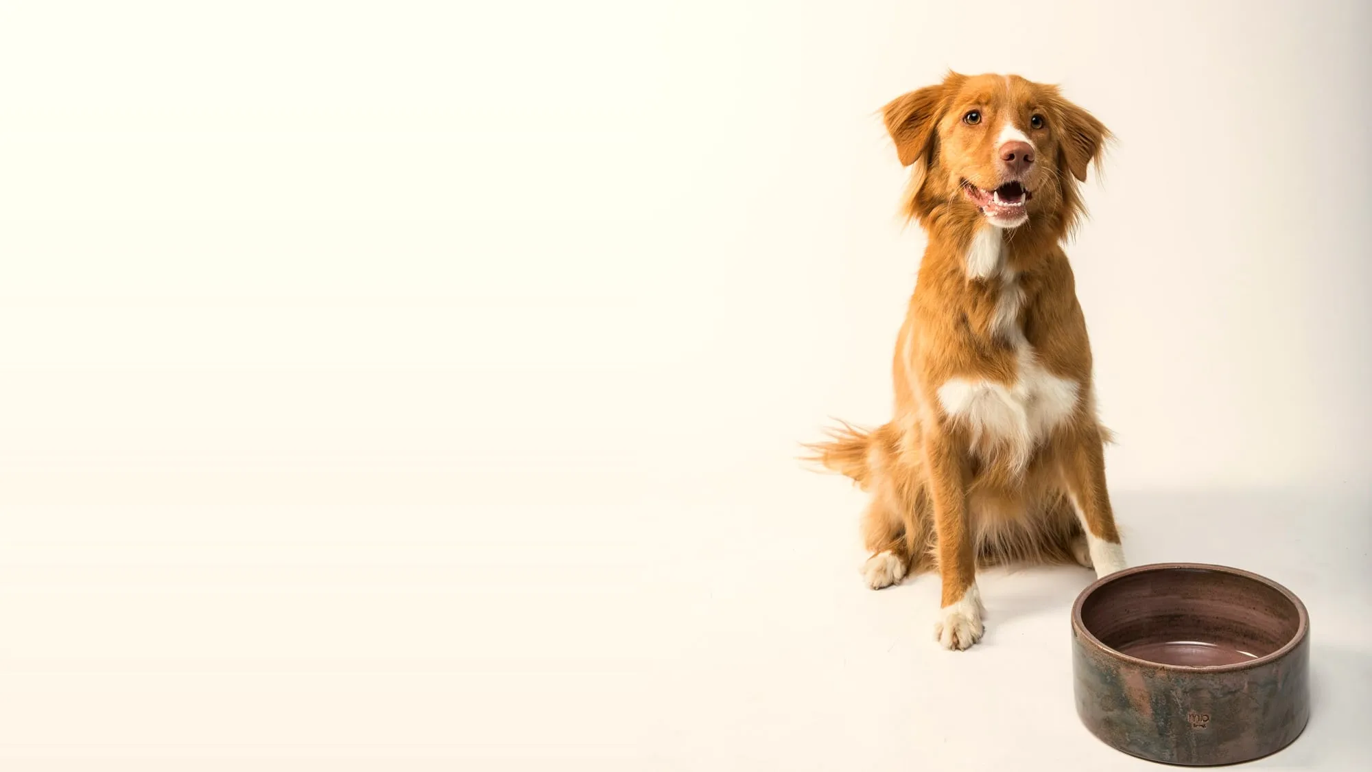 A reddish-gold dog sitting on a light floor next to an empty brown ceramic bowl, looking up with its mouth open.