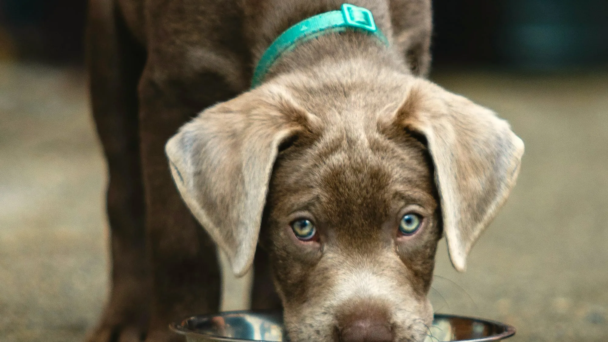 A chocolate Labrador puppy with a teal collar eating from a metal bowl.